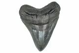 Serrated, Fossil Megalodon Tooth - South Carolina #371751-1